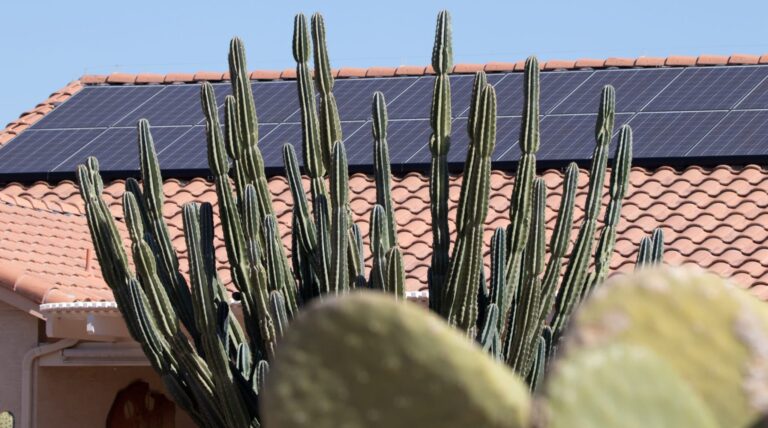 Solar panels on tile roof behind southwestern cactus on a sunny day